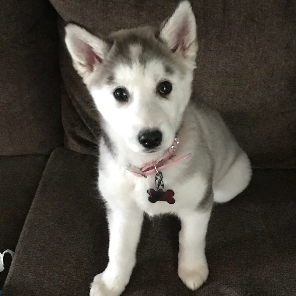 Meet your Posher, Haley